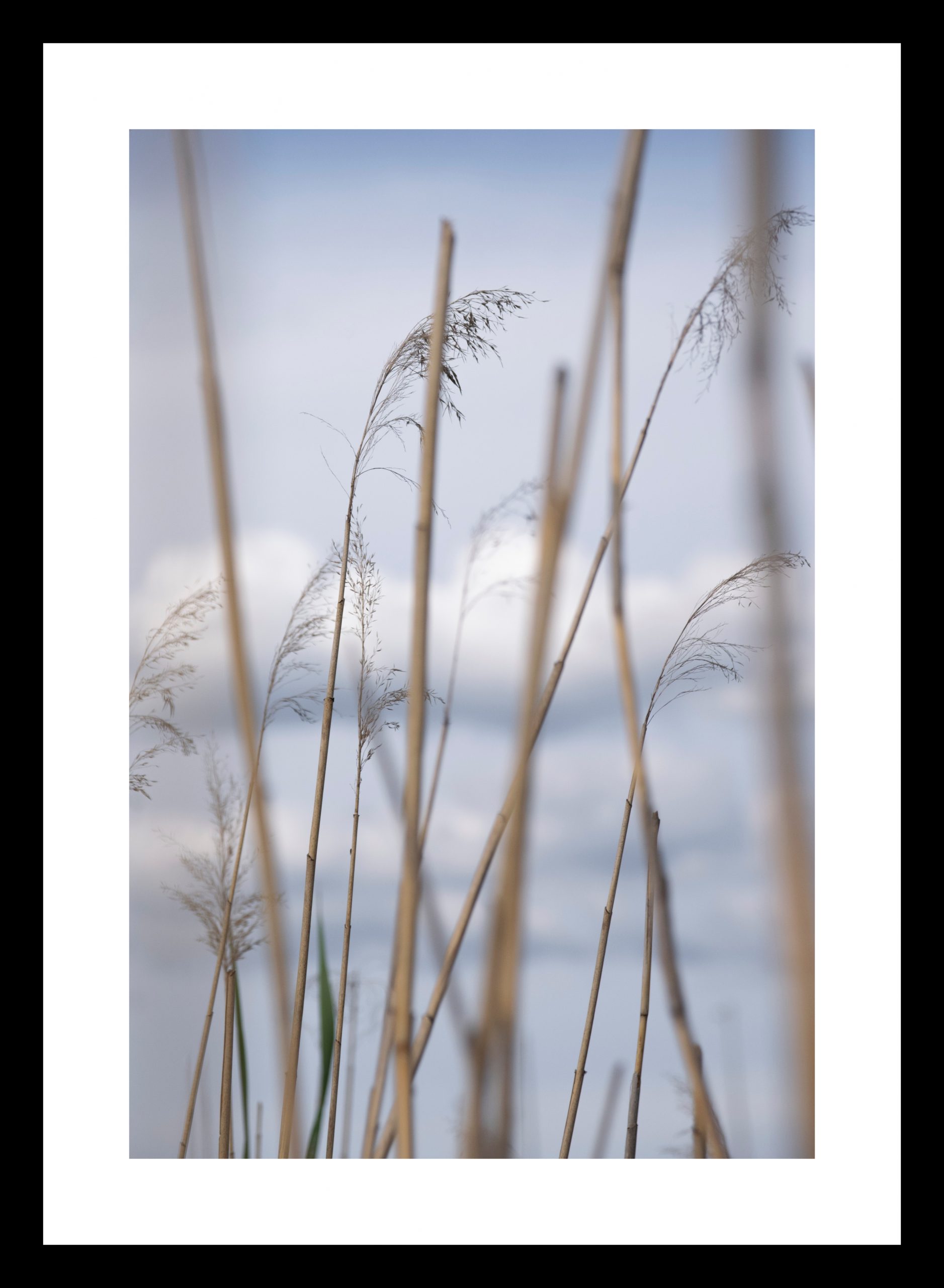 Reed By The Water - Image 3
